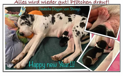 Bild könnte enthalten: Personen, die schlafen und Hund, Text „Alles wird wieder aut! Plötchen draut! Deutsche Doggen vom Shivago HY!!! new Year!!!“