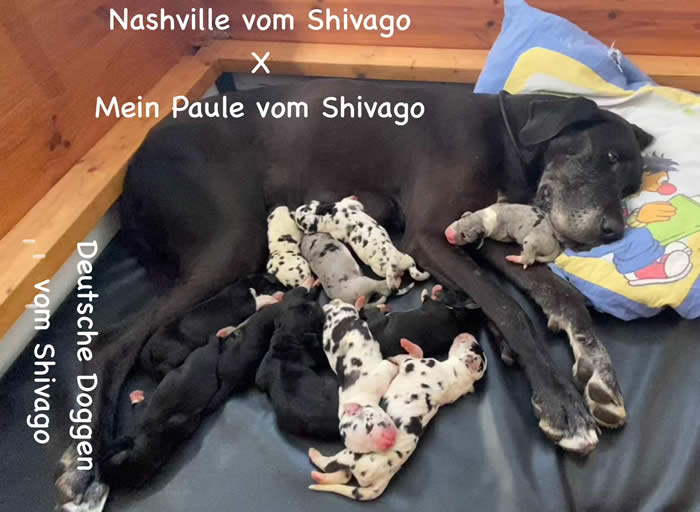 Ist möglicherweise ein Bild von Hund und Text „Nashville vom Shivago X Mein Paule vom Shivago vom Deutsche CN! 096 Doggen Shivago“