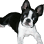 Shivagos Boston Terrier